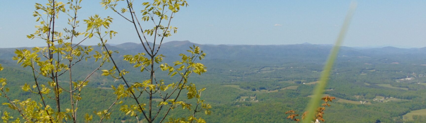 Overlook with wildflowers