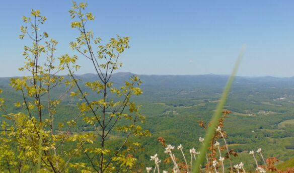 Overlook with wildflowers