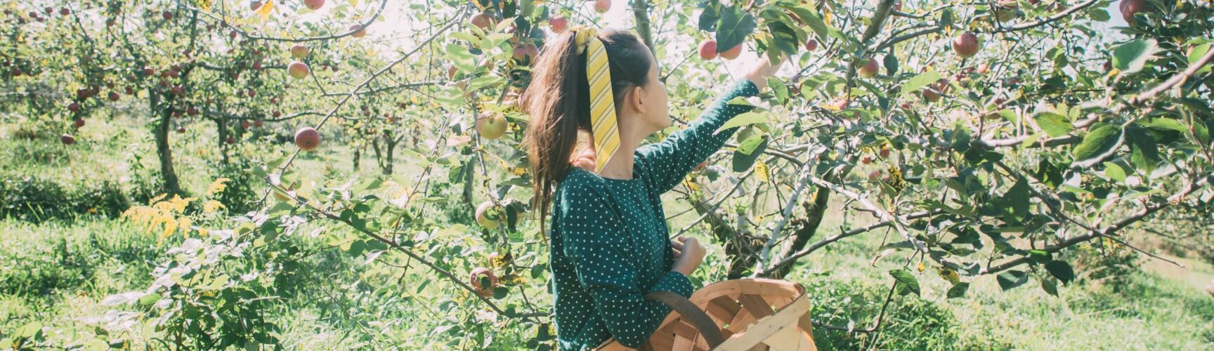 Girl in orchard with basket
