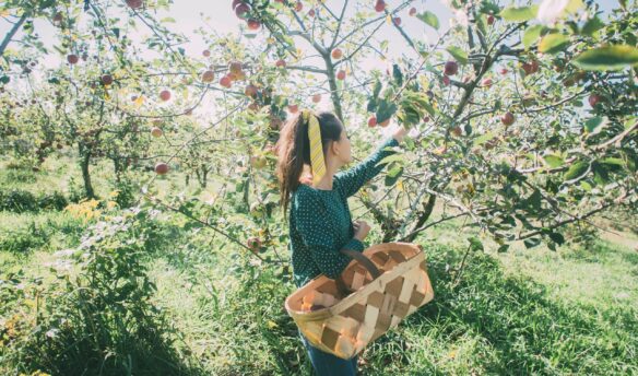 Girl in orchard with basket